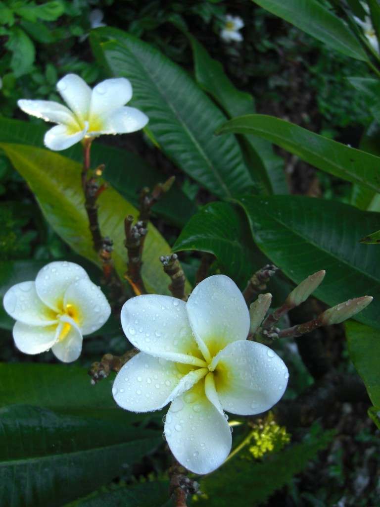 white plumeria flowers in the rain with green leaves and flower buds