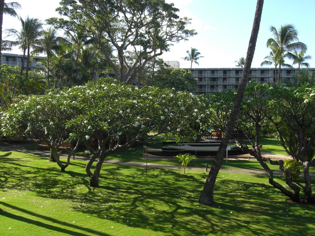 The beautifully landscaped grounds of Kaanapali Beach Hotel, including palm trees and plumeria trees.