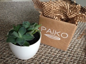 A potted succulent plant next to a brown box from Paiko Botanicals in Honolulu, Hawaii.