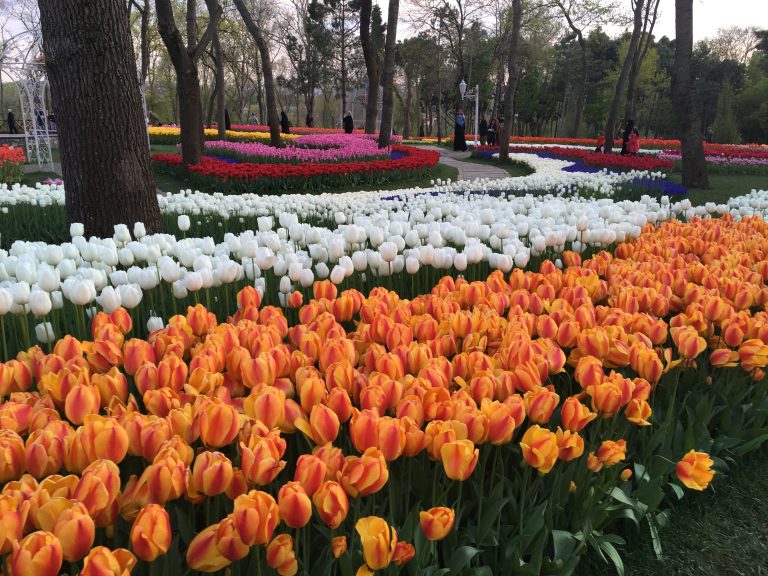 How to Visit the Istanbul Tulip Festival (2024)