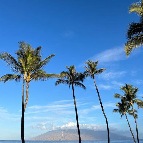 Palm trees silhouetted against the sky and a Maui moutain range