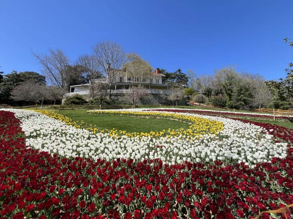 A picturesque scene from the 2024 Istanbul Tulip Festival with a patterned arrangement of red, yellow, and white tulips leading to a classic two-story house surrounded by trees against a bright blue sky.