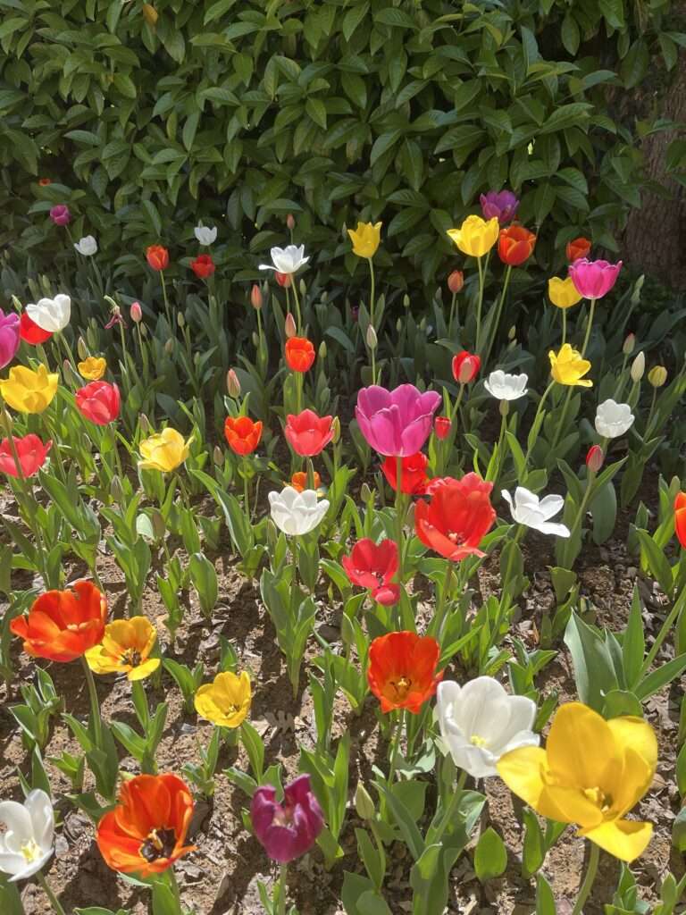 A colorful mix of tulips in full bloom, with hues of red, pink, white, and yellow standing out against a lush green leafy backdrop in a well-tended garden. Taken in April 2024 at the Istanbul Tulip Festival in Emirgan Park.