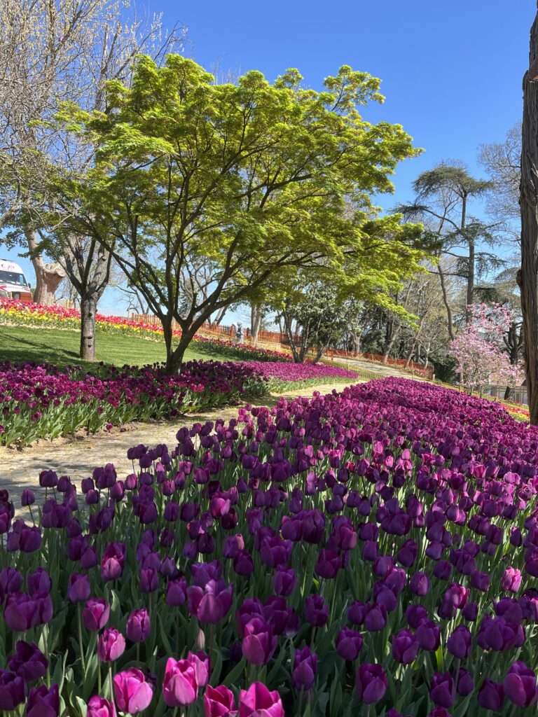 Field of deep purple tulips in the foreground leading to a sunlit tree with fresh green leaves, set against a clear sky with more colorful flower beds in the distance. Taken in April 2024 at the Istanbul Tulip Festival at Emirgan Park.