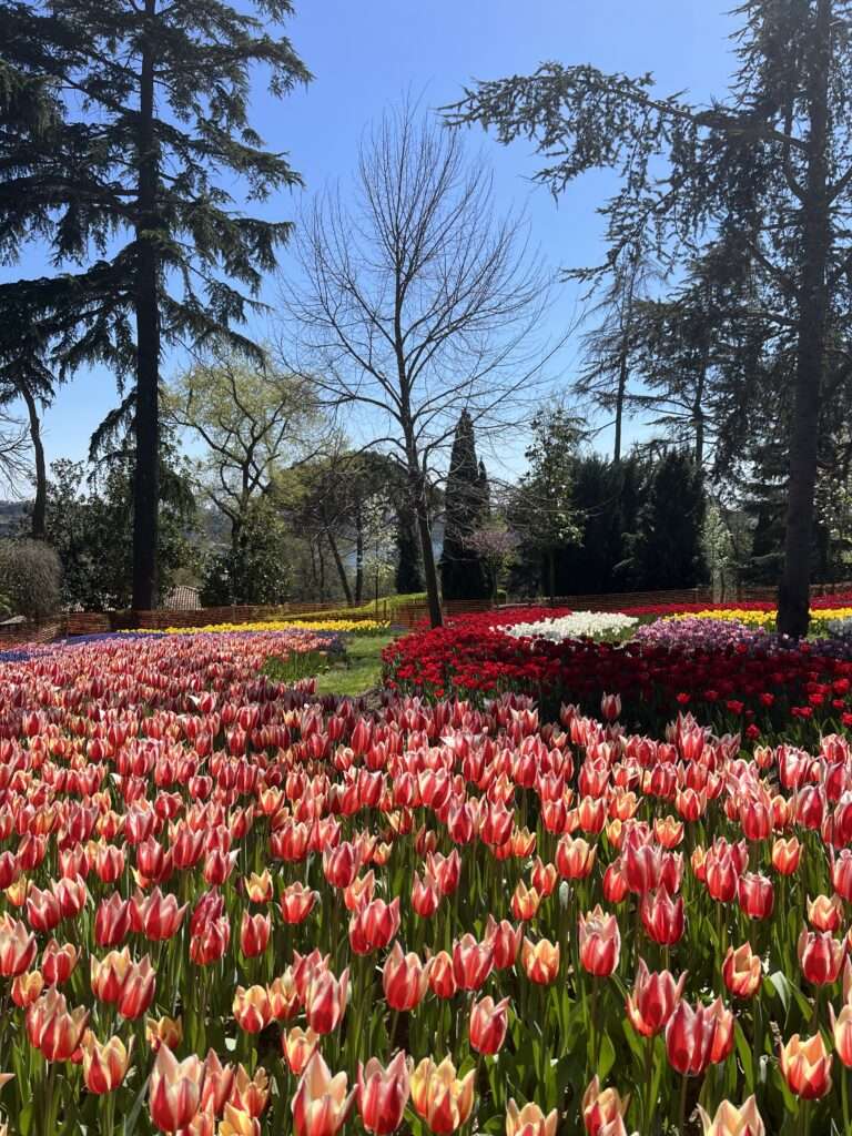 A vibrant display of tulips in a Emirgan Park in Istanbul during the 2024 Istanbul Tulip Festival, with red and yellow blooms in the foreground and patches of red, yellow, and white tulips in the background, flanked by evergreen trees under a clear blue sky.
