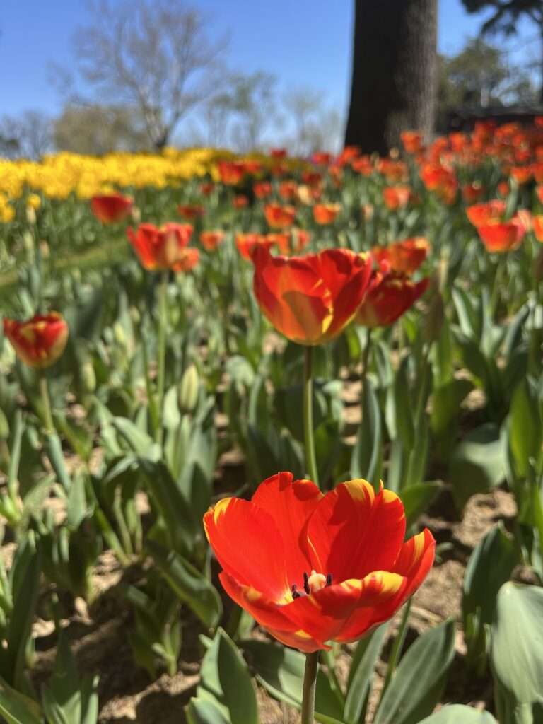 Close-up of a vibrant red tulip with yellow edges, in sharp focus against a soft-focus background of a tulip field bathed in sunlight, capturing the essence of spring. Taken at the Istanbul Tulip Festival at Emirgan Park in April 2024.