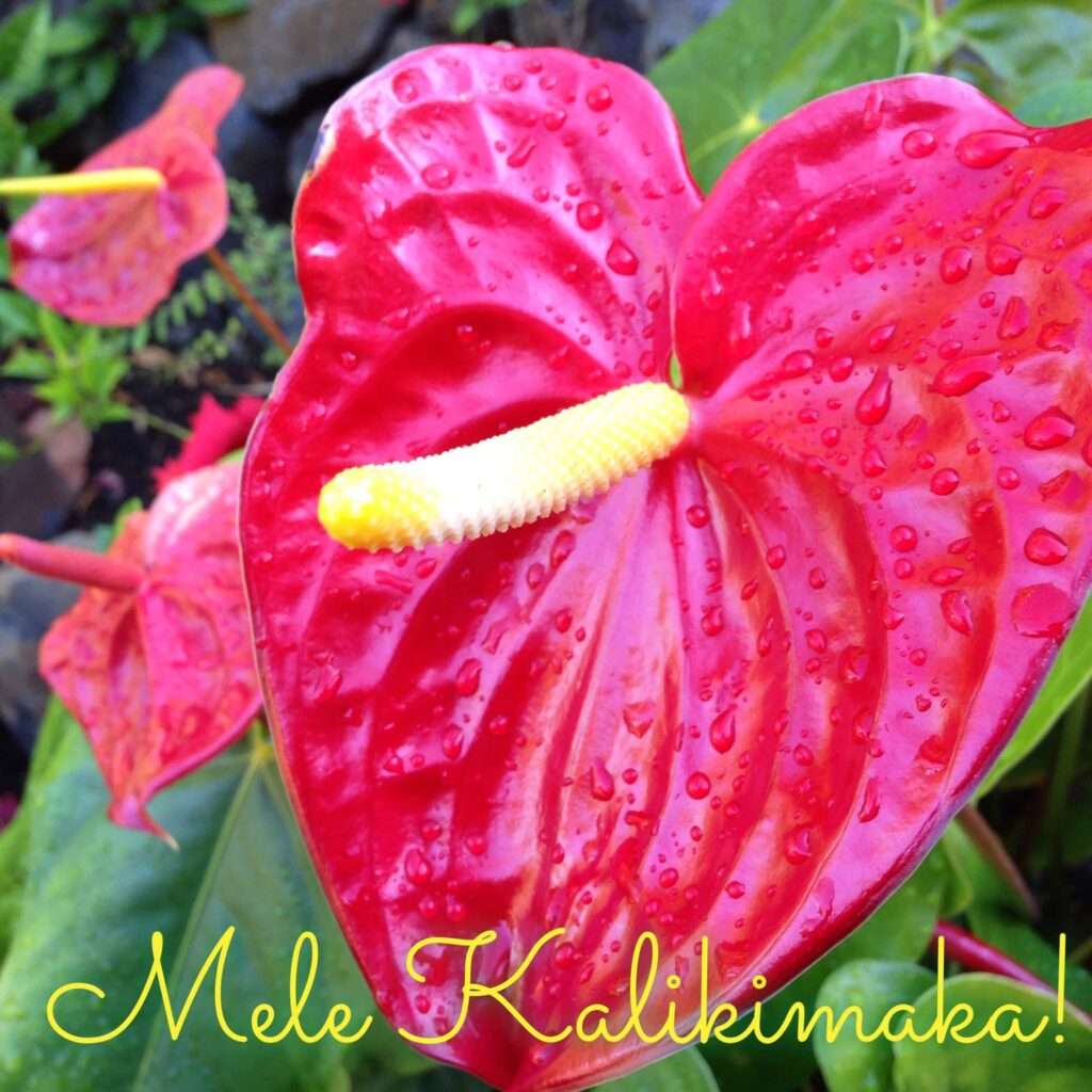 Close up of a red anthyrium flower with beads of water from the rain, in the background the green of leaves and ferns and black lava rock. Mele Kalikimaka, which means Merry Christmas in Hawaiian , is written in yellow script at the bottom.