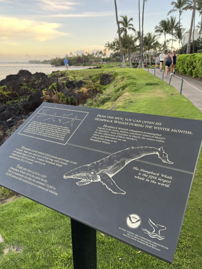 A sign with text and pictures on it along the coastal walking path in Wailea, Maui, Hawaii which points out "from this spot, you can often see humpback whales during the winter months". The walking path and palm trees is visible along the coast with guests exercising and lava rocks near the water.