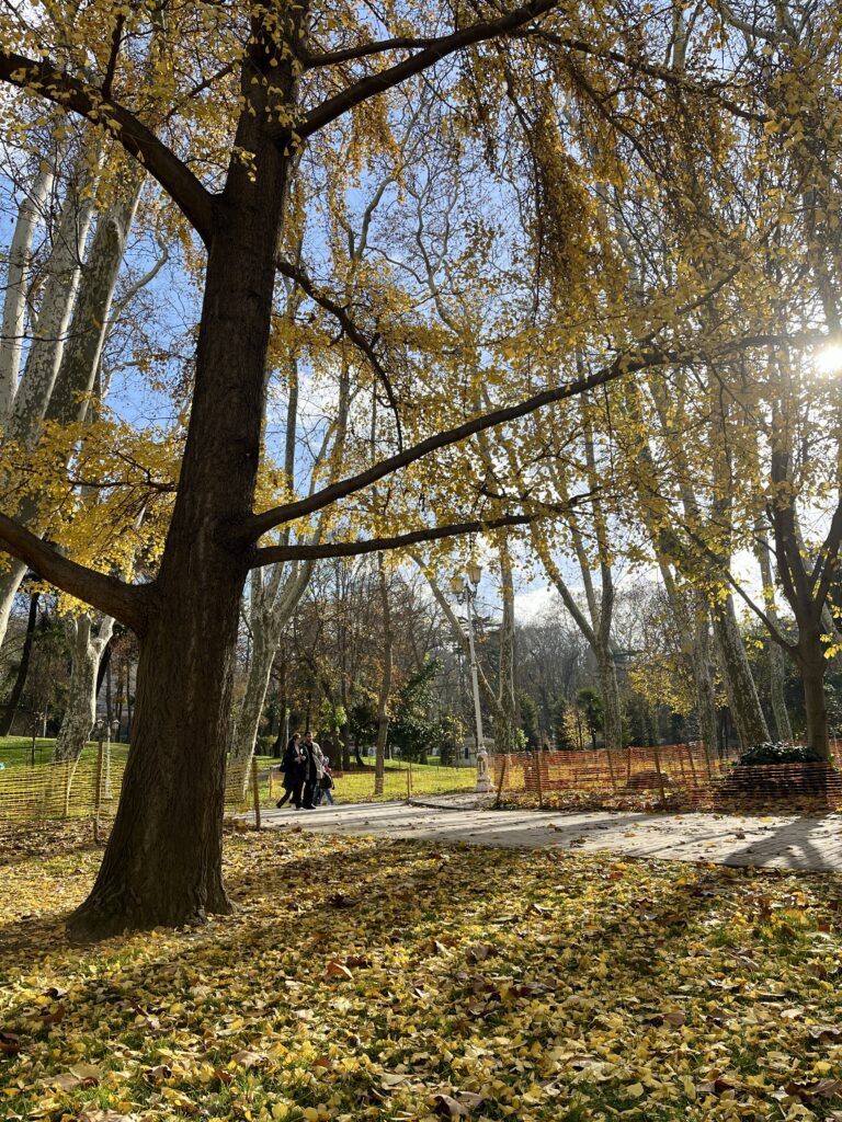 light shines through yellow autumn foliage in the large trees at Gulhane park in Istanbul. Yellow leaves carpet the foreground and a couple walks a concrete path in the distance.